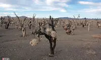 درختانی با میوه هایی از سنگ! +عکس