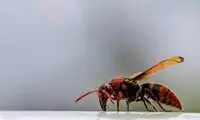 تصاویر جالب از صورت زنبور گاوی از نمای نزدیک