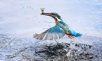تصاویر بی بدیل و زیبا از یک «ماهی خورک»