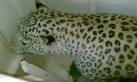 خبر مرگ یک پلنگ دیگر... +عکس