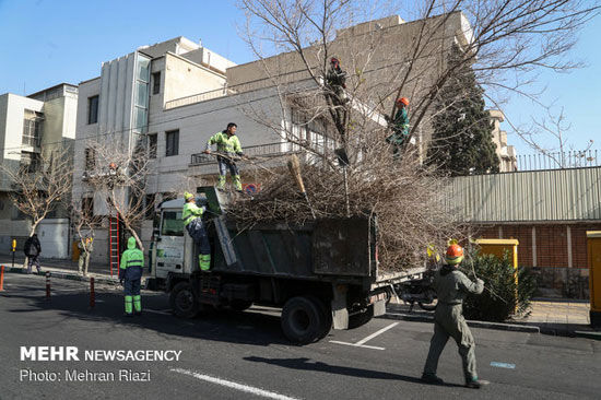 هرس زمستانه درختان تهران