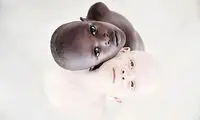 نمایش زیبایی افراد زال و محکومیت شکار آن‌ها در تانزانیا