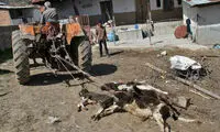 عکس: تلفات بیماری تب برفکی در بهشهر‎