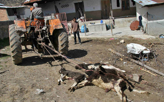 عکس: تلفات بیماری تب برفکی در بهشهر‎