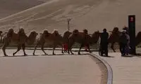 اولین چراغ راهنمایی برای رفت‌وآمد شترها