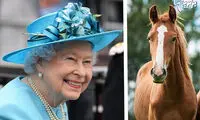 حیوانات عجیبی که به ملکه الیزابت هدیه داده شده
