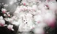 زیباترین عکس های سگی!