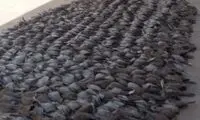 گندم سمی جانِ بیش از ۷۰۰قُمری را گرفت