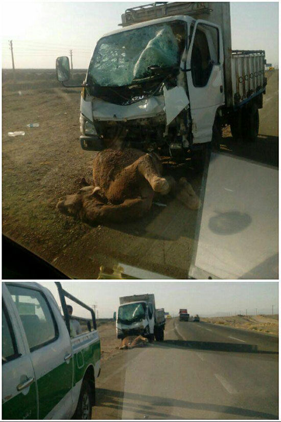 تصادف مرگبار کامیون با شتر در جاده زاهدان
