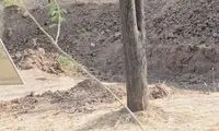 تصویری خارق‌العاده از استتار پلنگ در طبیعت
