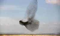 پرواز سارها در آسمان‎