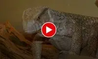 حمله ناگهانی بزمجه غول پیکر به مرد صاحب خونه