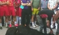 گاوکشی در تمرین نفت تهران! +عکس