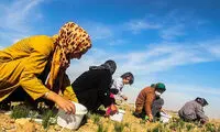عکس: برداشت زعفران در خمین
