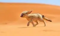 تصاویری از روباهی با گوش های عجیب