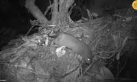 تصویر موش کمیاب که برای اولین بار ثبت شد