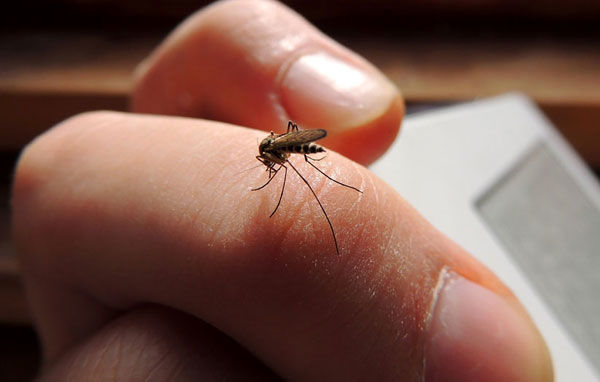 پشه‌های مهندسی شده به جنگ زیکا می‌روند