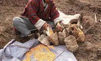 عکس‌هایی از بوتان، سرزمین اژدهای غرّان