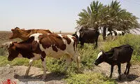 رهاسازی آب از سد کرخه به مناطق پایین‌دست