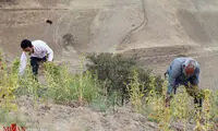 برداشت کنجد در مناطق گرمسیر