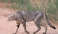 گربه وحشی در منطقه حفاظت شده باشگل