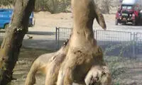 یک حیوان عجیب الخلقه در بوشهر +عکس