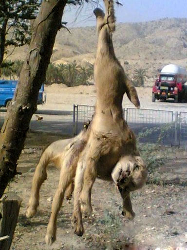 یک حیوان عجیب الخلقه در بوشهر +عکس