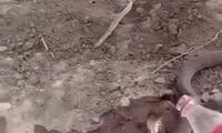 ویدئوی عجیب از آب دادن مرد ایرانی به مار کبرا!
