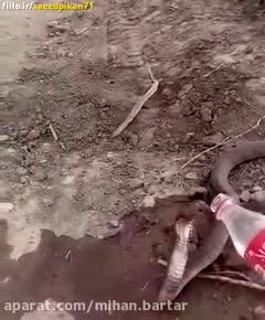 ویدئوی عجیب از آب دادن مرد ایرانی به مار کبرا!