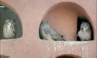 تصاویری زیبا از باغ پرندگان اصفهان