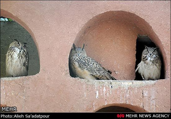 تصاویری زیبا از باغ پرندگان اصفهان