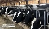 صنعت دام سنگین به مرحله فاجعه رسید!