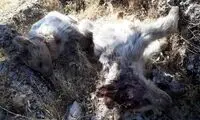 لاشه دو توله خرس در در جایگاه دفن زباله