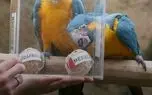 پیش‌بینی یک طوطی برای افتتاحیه جام جهانی ۲۰۲۶