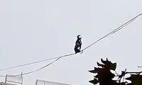 حرکت خطرناک دختر جوان روی سیم‌های معلق بین ساختمان