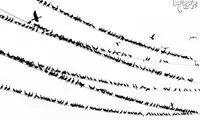 حمله پرندگان به توکیو