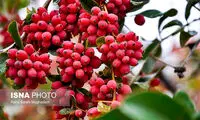 برداشت زرشک در قاینات خراسان جنوبی