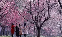 شکوفه‌های بهاری در چین و ژاپن