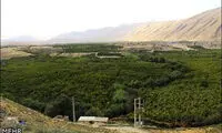 سیلاب بزرگترین انارستان ایران را ویران کرد