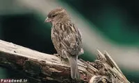 پرندگان مفهوم خیانت را درک می‌کنند؟
