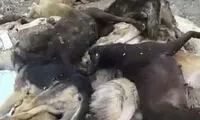 کشتار بی‌رحمانه سگ ها با تفنگ در اشتهارد