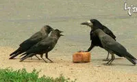 شوخی‌های جالب شبکه‌های اجتماعی (482)