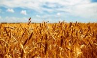 سیلاب، سبب کاهش تولید یک میلیون تن گندم شد