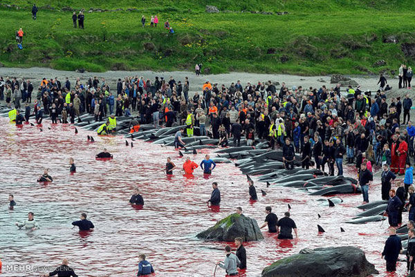 قتل عام نهنگ ها‎