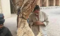 حکم کسانی که «بزمجه» را دار زدند چیست؟