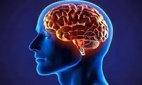 چربی‌های ضروری برای مغز!