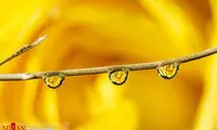 نمای نزدیک و دیده‌ نشده از اشیای محیط زندگی