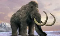 میلیاردر آمریکایی به دنبال احیای ماموت ها