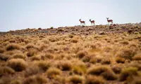 پارک ملی و پناهگاه حیات وحش «قمیشلو»