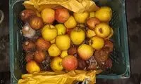 فاسد شدنِ «هزار تن» سیب در دماوند